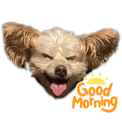 ドールちゃんの日常