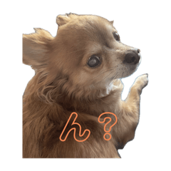 わが家のおばあちゃん犬