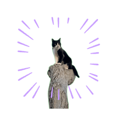 いなかのクロねこ1