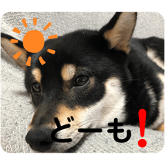 柴犬琥珀のスタンプ