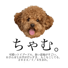 トイプードルのちゃむスタンプ！第二弾！！