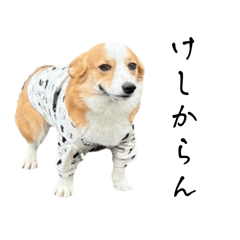 コーギーのきなこスタンプver5