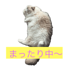 ラグドール　らぷ