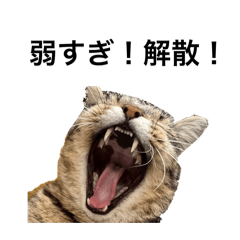 野球ファンなキャット