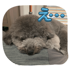 ヴィヴィシリーズ