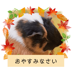 うめちゃん砕けた日常言葉＆ほんのり毒舌