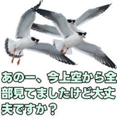 おしゃべりカモメ