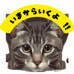 わがまま猫の日常