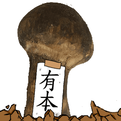 松茸研究家有本さんのマツタケ