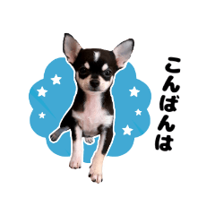 チワワのゲンキ