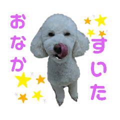 トイプードルまろちゃん