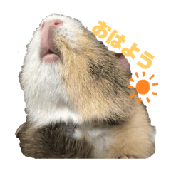 モルモットのだいず