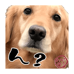 ももちゃん家のはるお