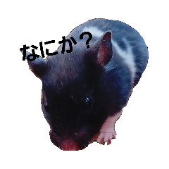 オビ子スタンプ