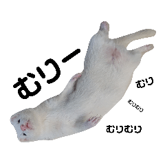 フェレット♡よく使うスタンプ