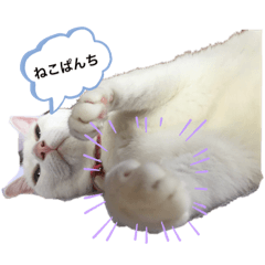 白猫まりんちゃん♡