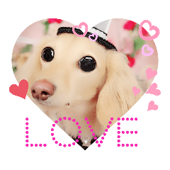 毎日ミニチュアダックスラオウの日常会話