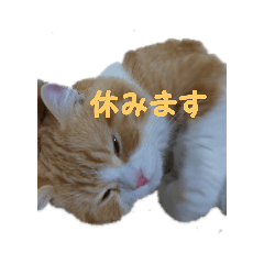 うちのねこ社長2