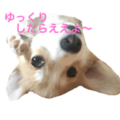 関西弁コーギー