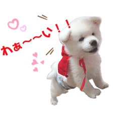 秋田犬福(ちびっこ時代)