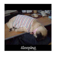 愛パグ うめの癒される日常