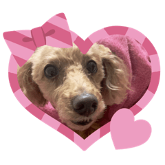 トイプ〜！ひめるるちゃん