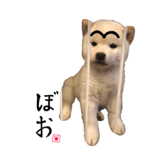 シロクマの親戚