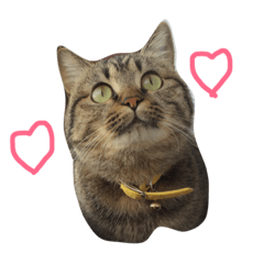 ウチのにゃんこ！