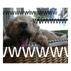 トイプードルの小太郎(実写)