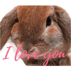 ロップイヤーのふくくん