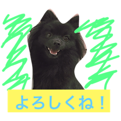 ロコちゃんの日常