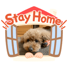 我が家のトイプーアンちゃん