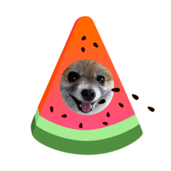 黒ヒゲきなこの夏。