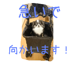 文字入り★チワワ★はなちゃん