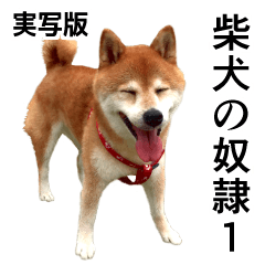 リアル柴犬の奴隷１