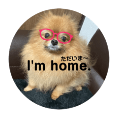 ポメラニアンのめいさん。