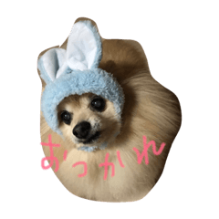 ポメラニアン キャッシー