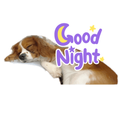 キャバリアブレンハイム こはくのスタンプ