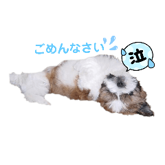 シーズー犬ピンキースタンプ