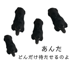 うちの犬です、どうぞお好きに。