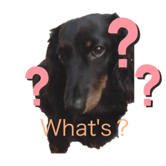 ミニチュアダックスな日々