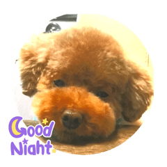 といぷーどるのダイヤくん