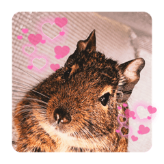 デグーの①あいさつ編