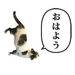 野良猫ちゃん　と　ふきだし