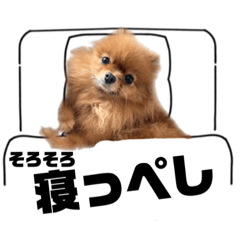 ポメラニアンのめいさん宮城弁スタンプ