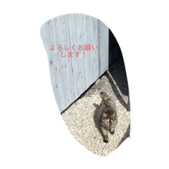 愛しのノラ猫ジャック2