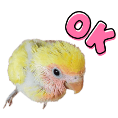 コザクラインコのモコ