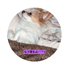 サクラヽ(*´∀｀)ノ