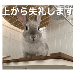 うさぎのふぅとねこ