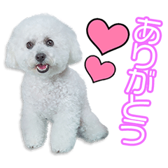 長野家のフランちゃん